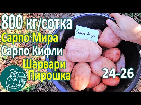 🏆🥔 Сбор урожая 26 сортов картофеля в жарком климате: Сарпо Мира, Сарпо Кифли, Шарвари Пирошка