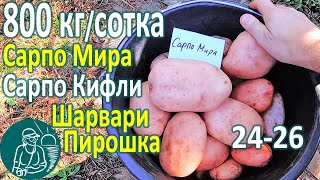 🏆🥔 Harvesting 26 Potato Varieties in Hot Climates: Sarpo Mira, Sarpo Kifli, Sarvari Piroska