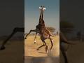 "When a Lion Picks the Wrong Giraffe... 😂 Wild Karma!" #funnyanimals