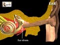 Ear Anatomy | Inside the ear | 3D Human Ear animation video | Biology | Elearnin