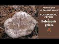 Редкий гриб из Красной книги!  Болетопсис  серый -  Boletopsis grisea.