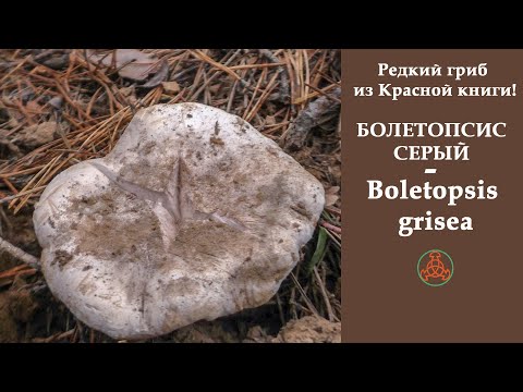 Редкий гриб из Красной книги! Болетопсис серый - Boletopsis grisea.