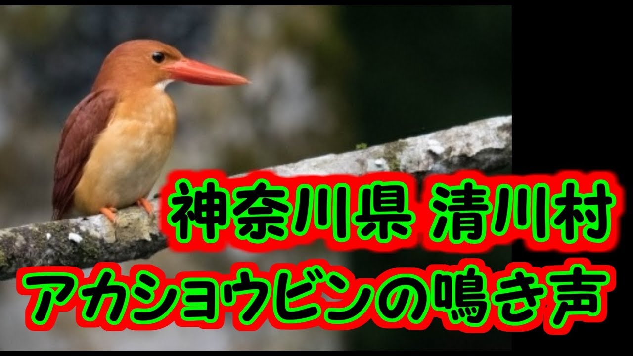 アカショウビンの鳴き声17 神奈川県清川村 東丹沢 Youtube