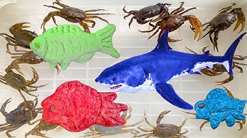 Kem Ốc Chanel trổ tài làm bánh rán hình con cá cho thú cưng con chó, cá mập ăn con cua, cá trê, koi.