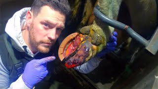 TREMBLING with PAIN ... REVISITING a COW with a severe LIMP ... how's she doing? | The Hoof GP