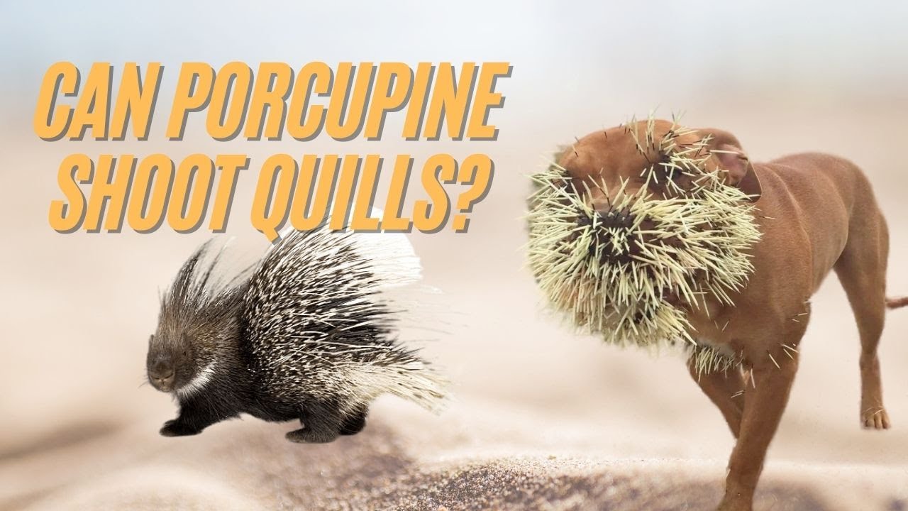 Porcupine is made out of Silicone. It's easy to flip inside out, remov