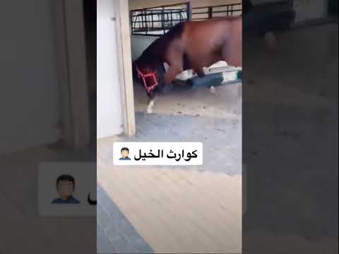 كوارث الخيل شاهد ماذا حدث