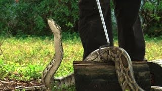 Burmese pythons swarm South Florida