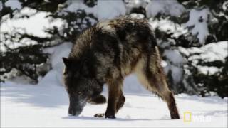 Spirit Animal ~ Wolf ~ Native American Music - Niall