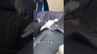 #세상 제일 신남 #신남 100% 충전 완료⚡ #앵무새 #행복 #shorts