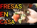 Cultivo de FRESAS o FRUTILLAS en MACETA | Cómo Cuidar Planta de Fresa