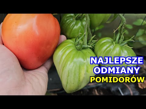 Wideo: Najlepsze nasiona pomidorów: recenzje