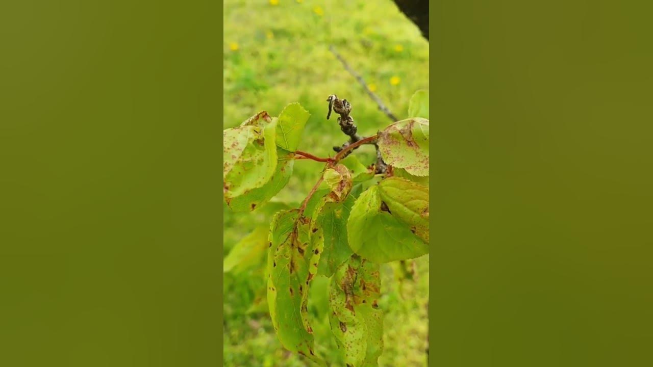 Сачмянка и Монилия по костилкови. Пръскане с Хорус, или Флинт макс ...