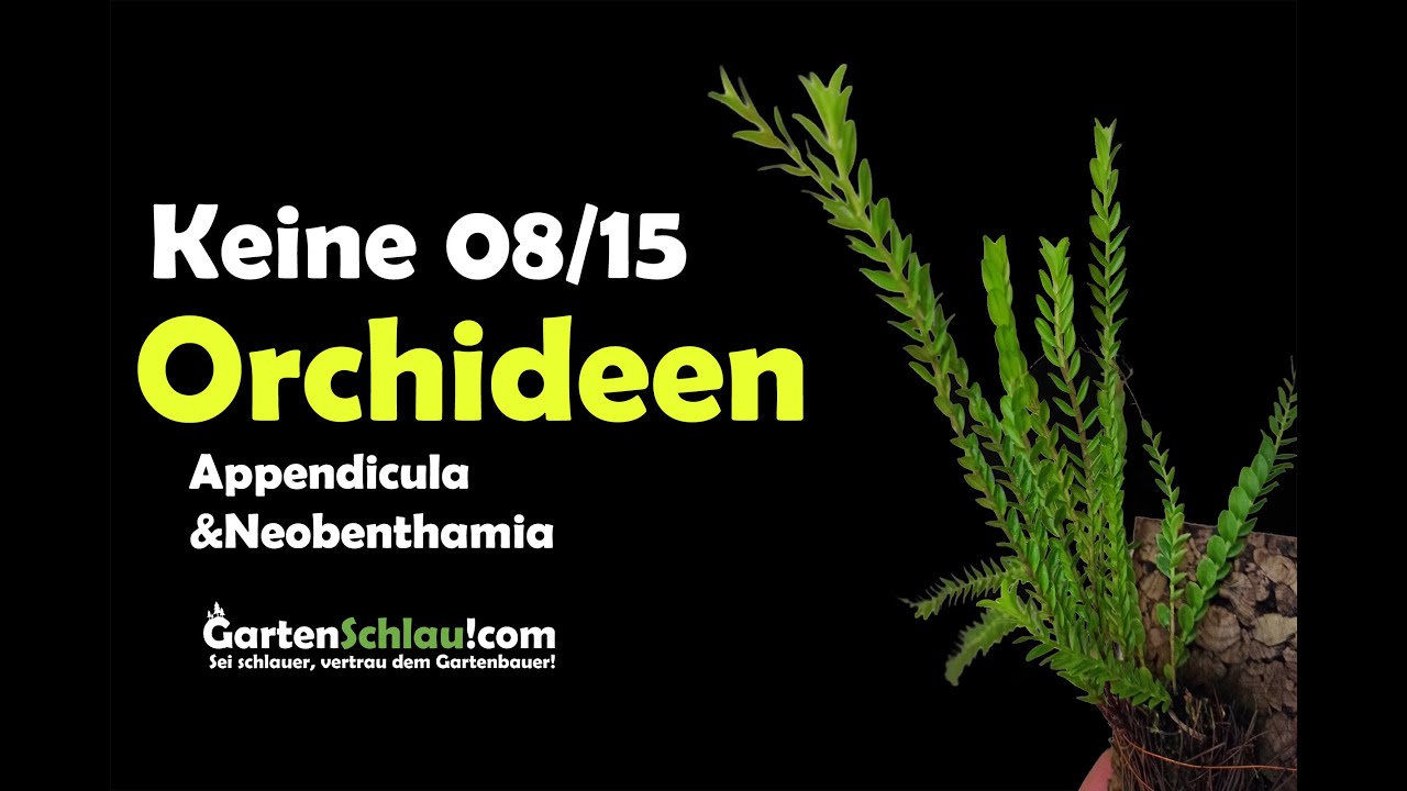 Appendicula & Neobenthamia: Zwei Orchideen, die fast niemand kennt