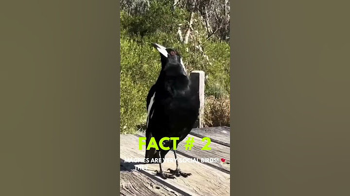 Magpies Are Smarter Than You Think! 🤯🐦
