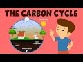The Carbon Cycle Journey Through Nature's Processes