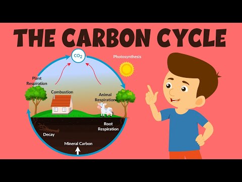 कार्बन चक्र | कार्बन साइकिल प्रक्रिया | बच्चों के लिए वीडियो