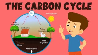 The Carbon Cycle | Carbon Cycle Process | Video for Kids screenshot 3