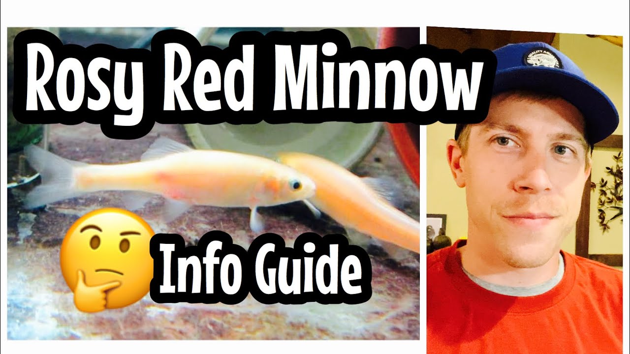 Rosy Red Minnow Care (Feeders?) 