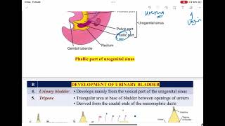 Lect2 Part 2 Development Of Urinary Bladder And Urethra Level 5 Embryo 1