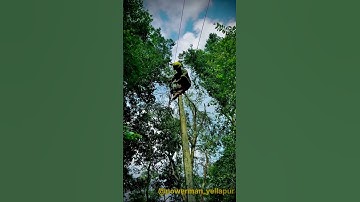 “LT Wire Cut In  Forest.” #powerman #hescom #lineman #ytshorts #viralshort #shorts #trendingshorts