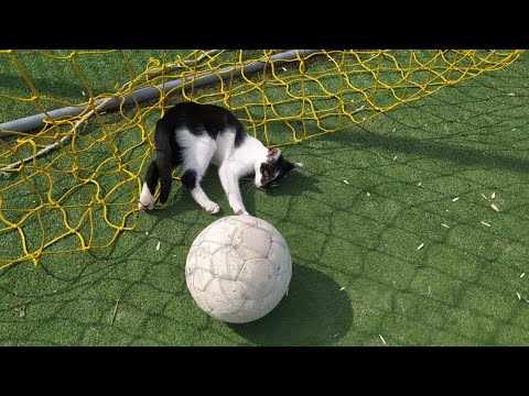 Видео: Котик грає у футбол