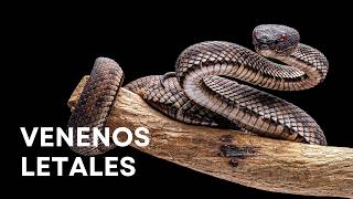 Los 10 Animales Más Venenosos del Planeta | Documental Completo