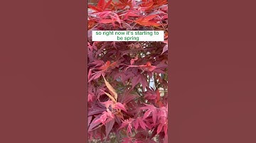 Never Worry About Losing Color Again - Plant This Tree Now!|#shorts #trees