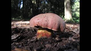 Rubroboletus lupinus