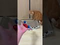 Reverse MAGIC! The Cat Sends Everything Back! 🔄💥😺 #asmr #cat #satisfyling #kitten #relaxing #cute
