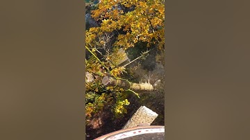 Sending logs. Rigging tree removal. #arborist #rigging #chainsaw #arbortec
