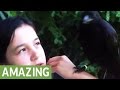Rescued baby crows return each spring to say "Hello"