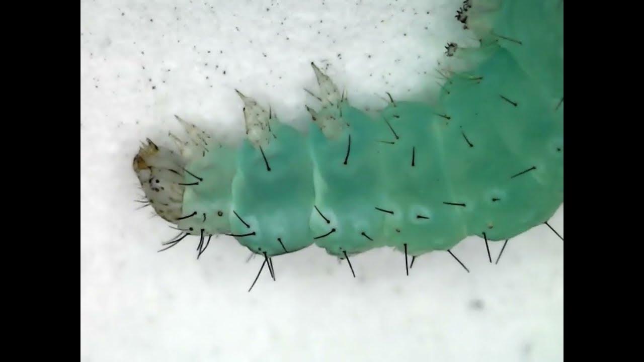 Magnification of a Looper Worm and a Cauliflower Floret YouTube