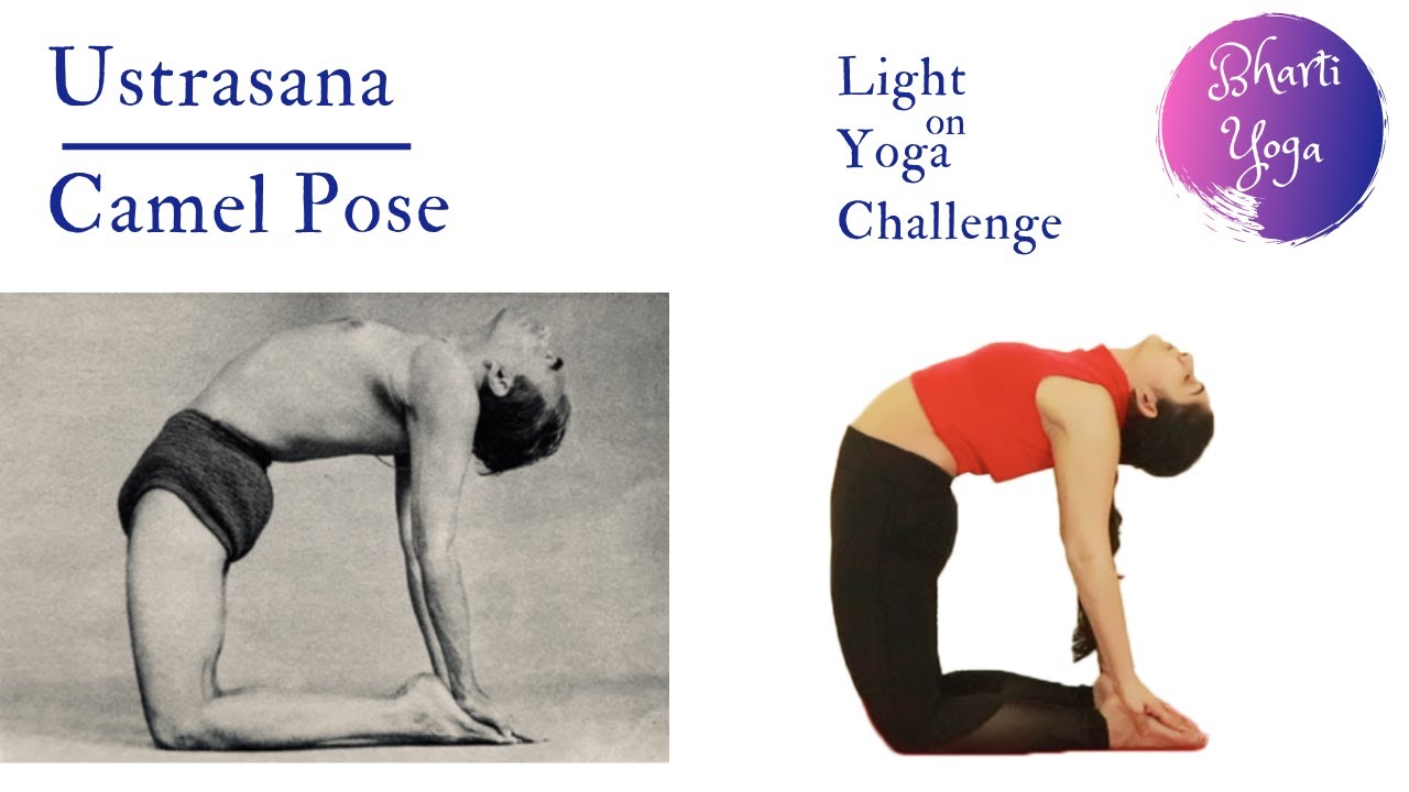 How To Do The Ustrasana ( Camel Yoga Pose ) | Indian Youth