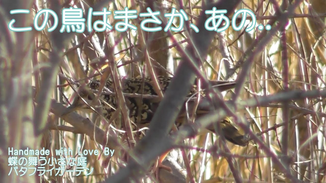 この鳥はまさか あの Youtube