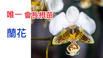 تحميل 里蘭花対象