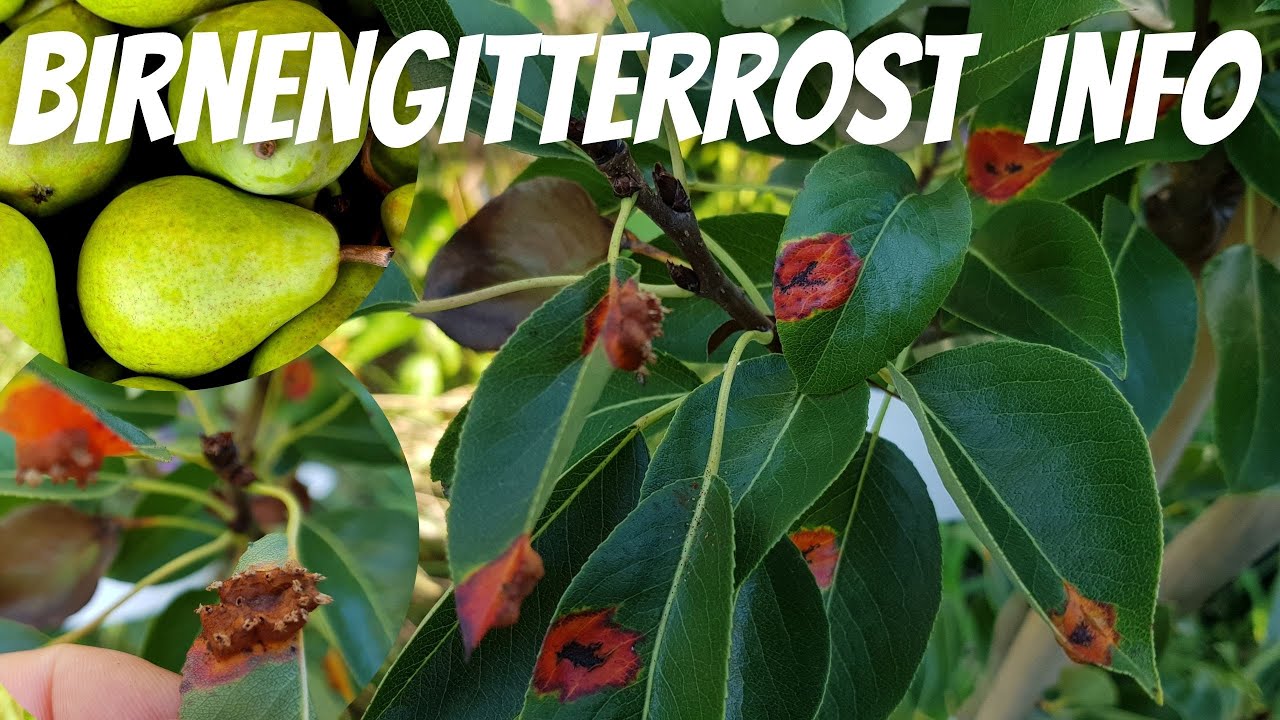 birnengitterrost-info-ber-die-ausbreitung-des-birnengitterrost-youtube