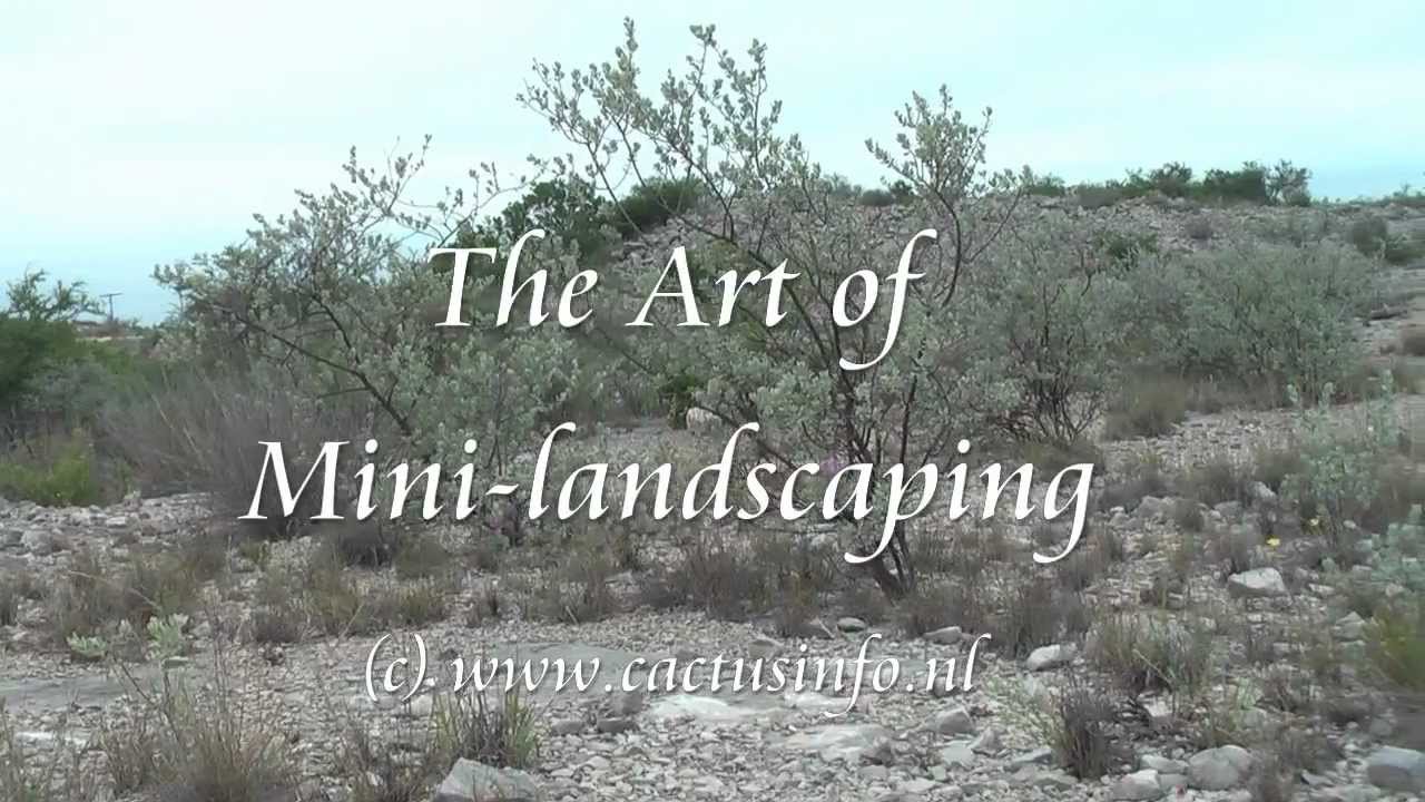 The Art of Cactus Mini-landscaping 