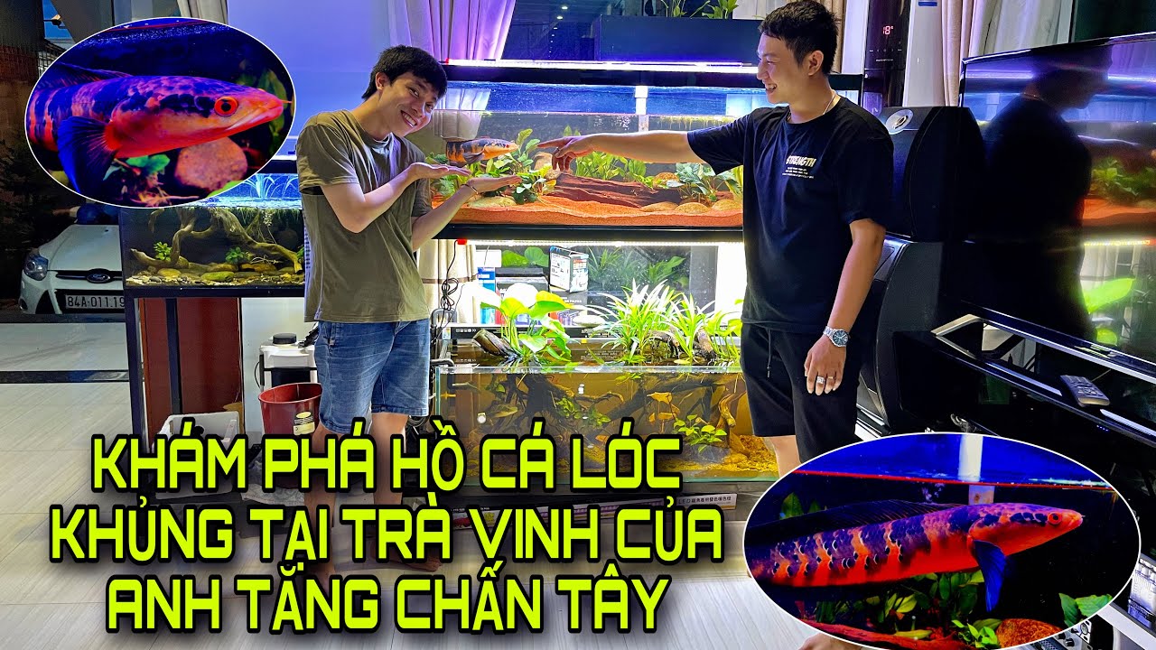 bán cá lóc cảnh Update 2022 KHÁM PHÁ HỒ CÁ LÓC CẢNH KHỦNG TẠI TRÀ VINH CỦA ANH TĂNG CHẤN TÂY - CHANNA FISH | Trại cá Thịnh TK