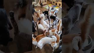 Спасëнным животным нужен корм! Карта помощи: 2202206714747446 . #cats #помощьбездомным #cat