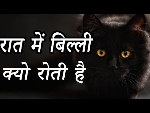 वीडियो: बिल्लियों बेकन खा सकते हैं?