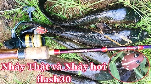 Câu Cá Lóc, Lure Cá Lóc Bằng Mồi Nhái Thật Và Nhái Hơi flash30,Mồi Nào Nhạy Nhất, Cách Móc Nhái Thật