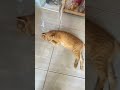 Day 39 Update Of Ourtinycutie Terrace Is In Day 39 Update Of Ourtinycutie Terrace Is In