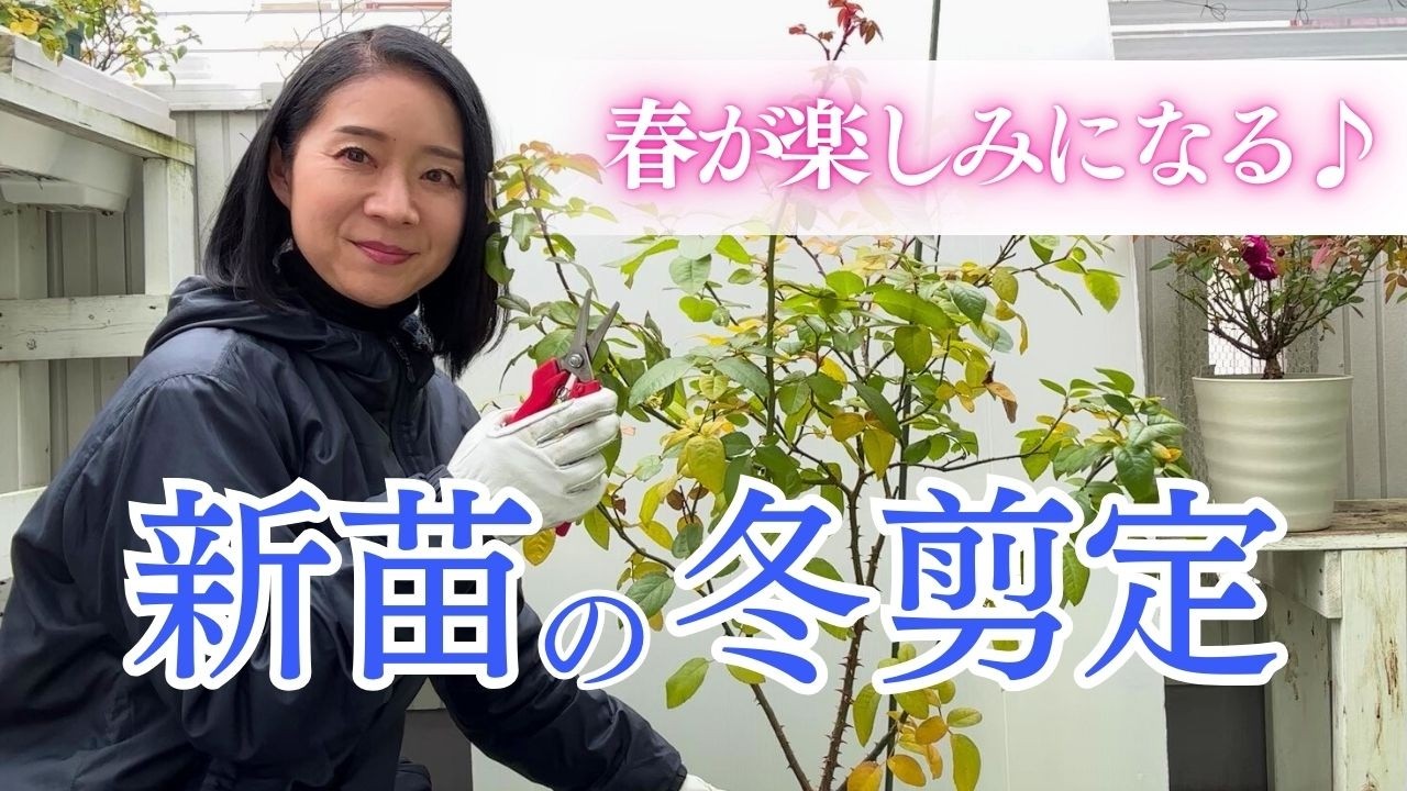 【新苗の冬剪定】若い株を丈夫に元気に育てる♡