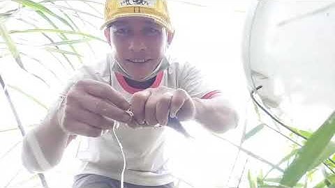 Câu cá tra cá rô đồng cá thác lát giật sướng tay ( săn bắt ag)#caucatracarodongthaclat#sanbatag