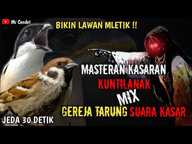 NGERIIII..!!!MASTERAN KASARAN || KUNTILANAK MIX GEREJA TARUNG SUARA KASAR !! class=