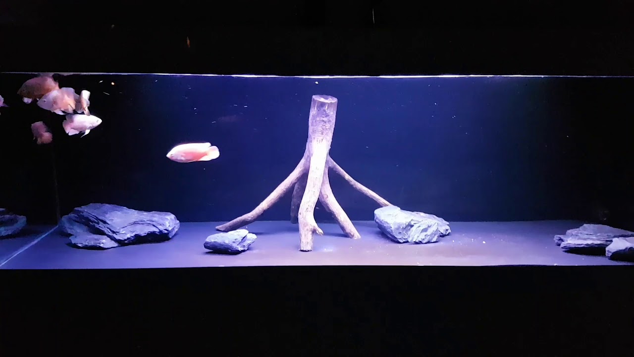 Oscar fish tank 190gal 720l YouTube