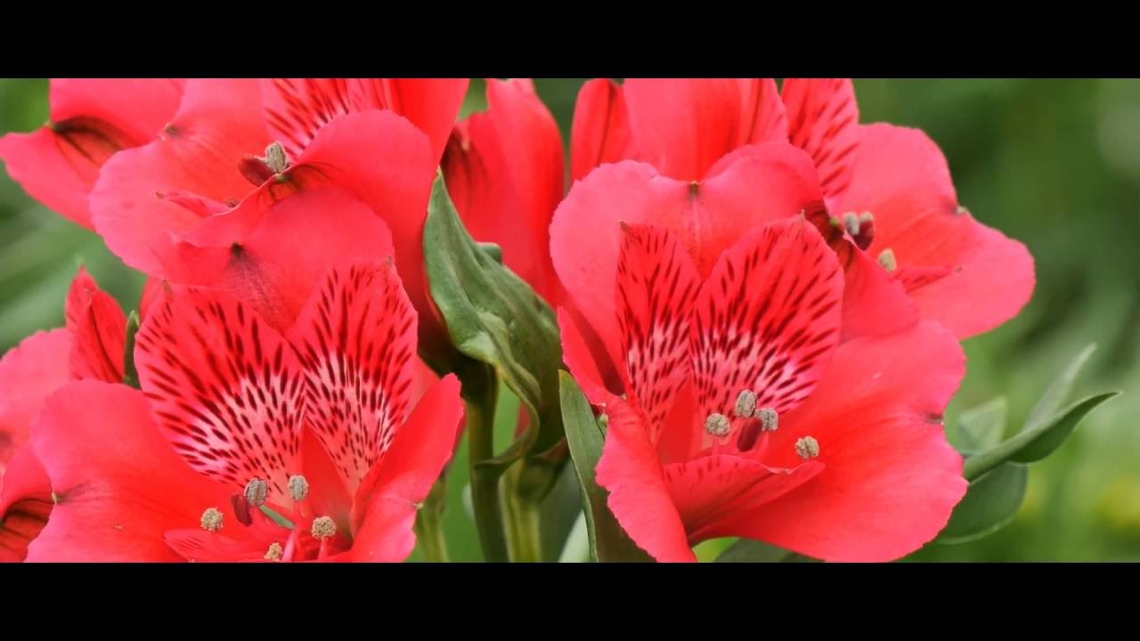 Video institucional Plazoleta Flowers