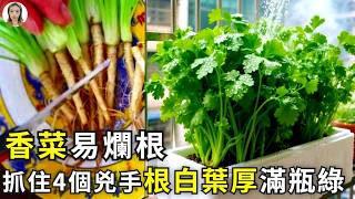 水培香菜爛根，打破4個窒息陷阱，香菜命長久香味濃！|花花世界