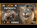 El rey len contra 30 hienas